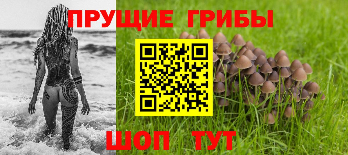 Галлюциногенные грибы Psilocybe  Вход с VPN  Будённовск 